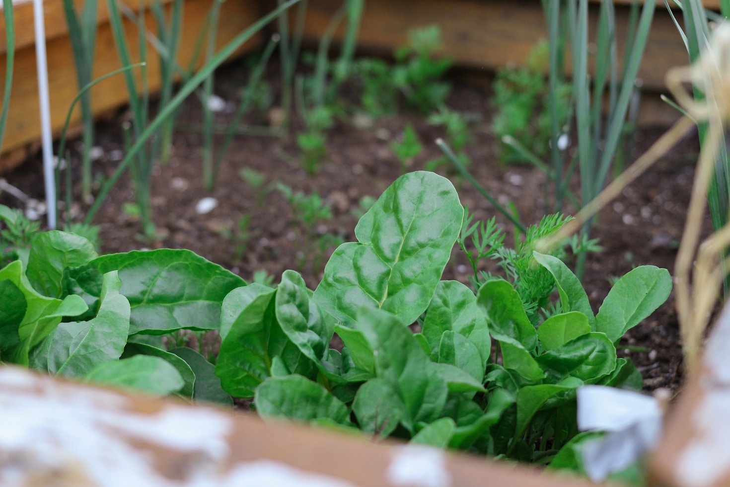 A Closer Look at Sylhet Farm’s Farmers Market