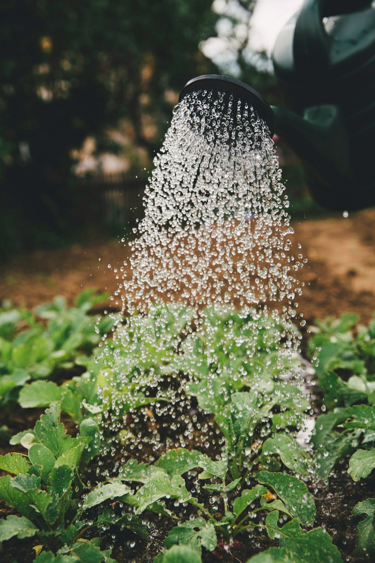Sustainable Agriculture and Its Impact on Hamtramck