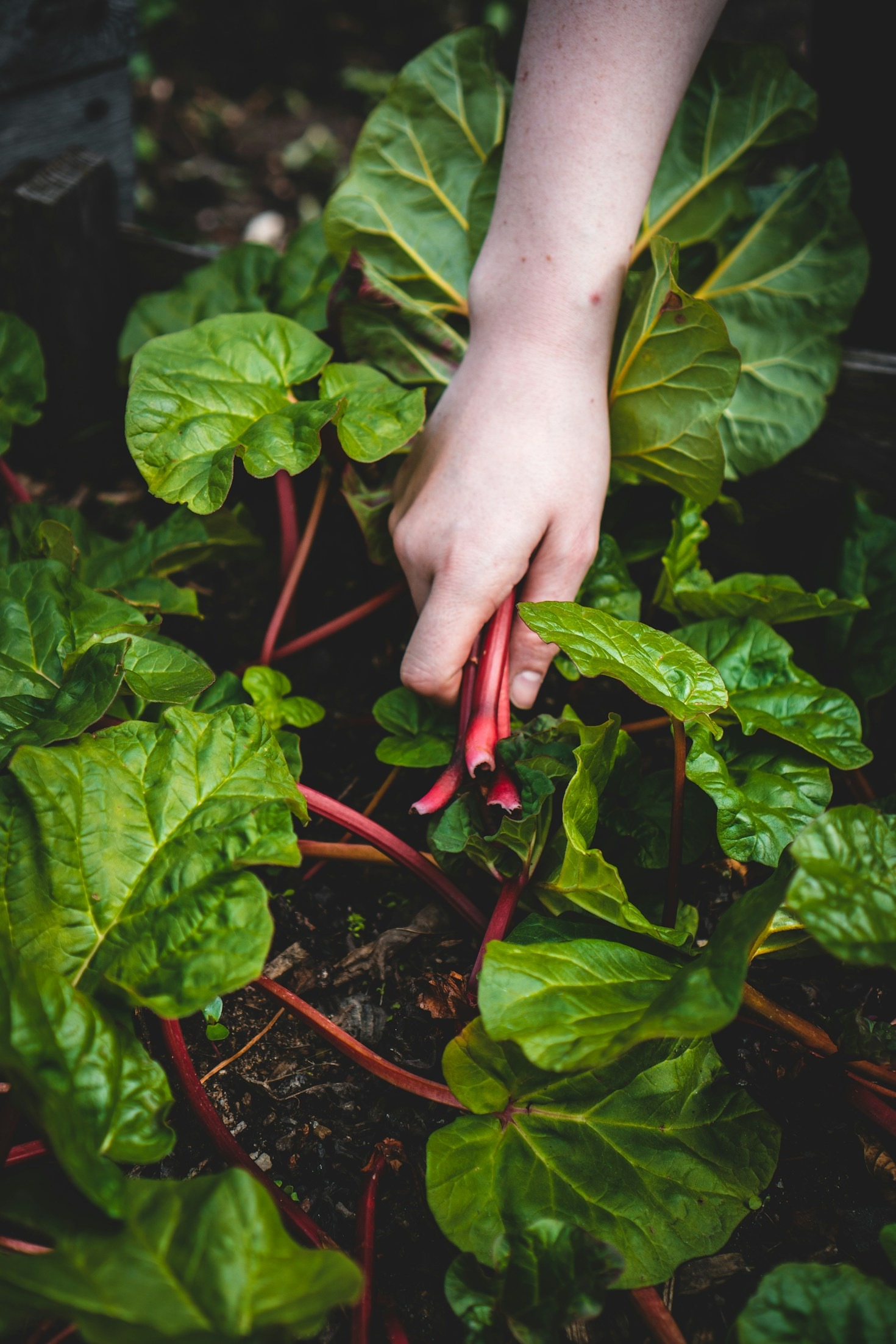 Why Urban Farming Matters in Community Building