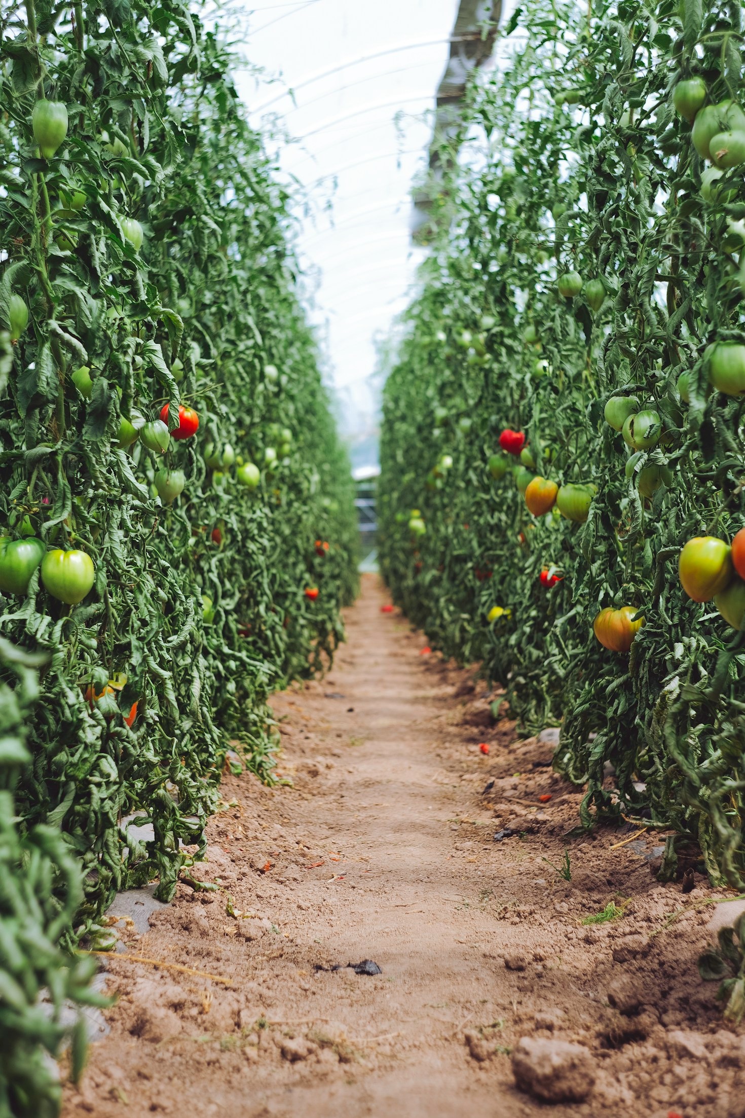 Sylhet Farm: A Beacon of Hope and Fresh Produce